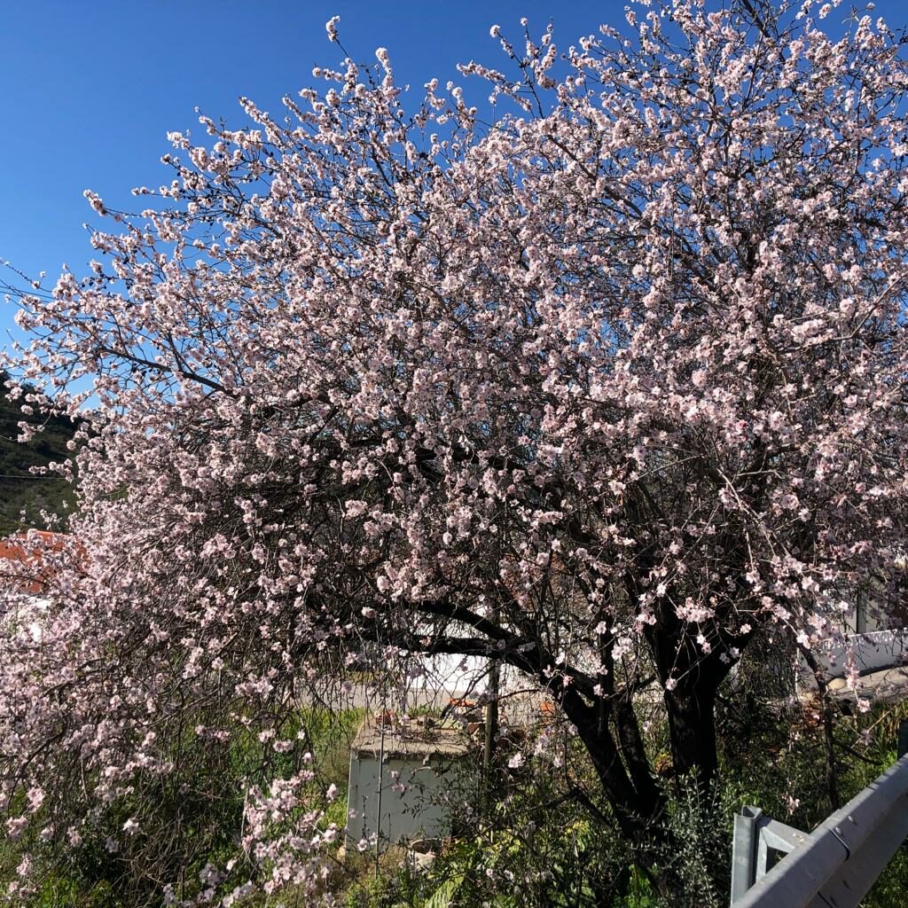 Senderismo el día 29 de enero, para ver los almendros en flor en Castro Marim (Portugal)