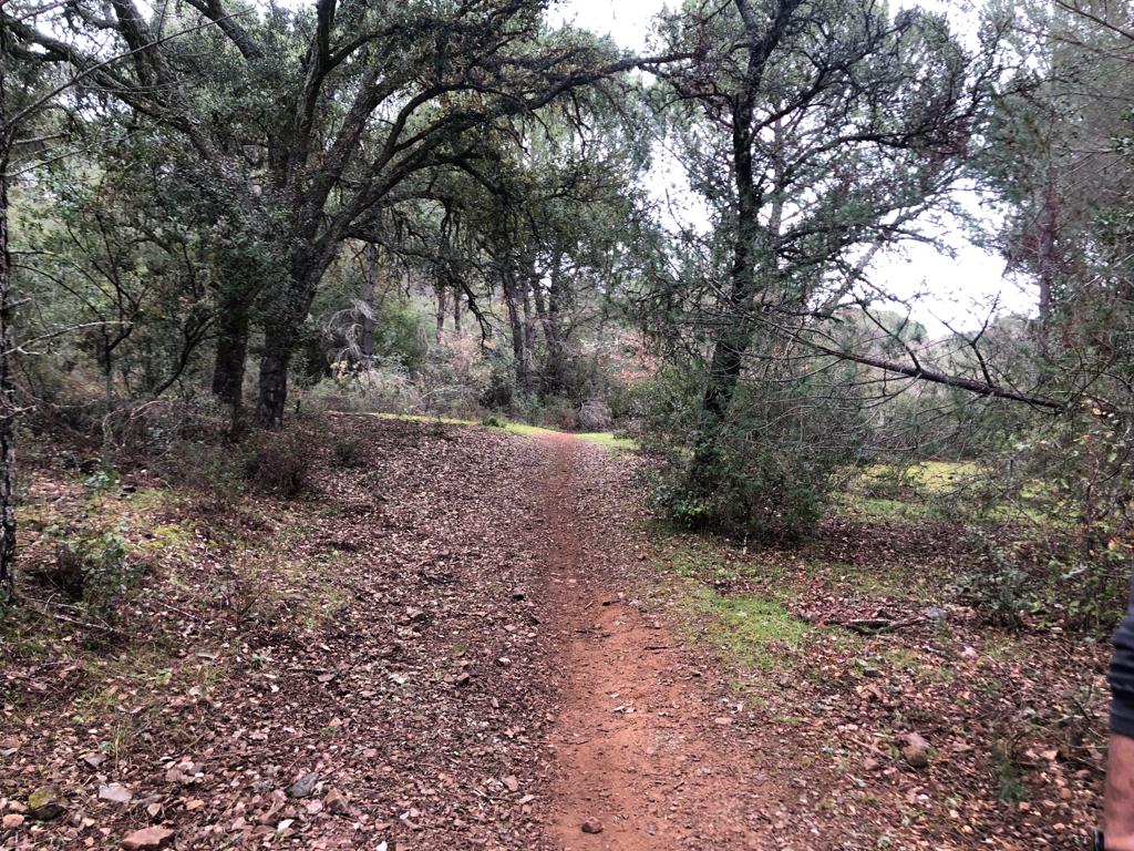 Senderismo “Bosque de Farngorn”